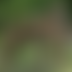 4-year-old female Malayan tiger at Bronx Zoo tested positive for COVID-19