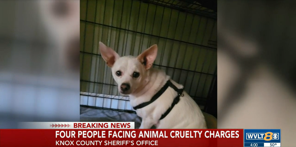 Family of four charged with animal cruelty - Nearly forty animals ...