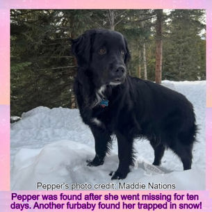 Dog missing for ten days found by another dog among snowdrifts and fallen trees near her home