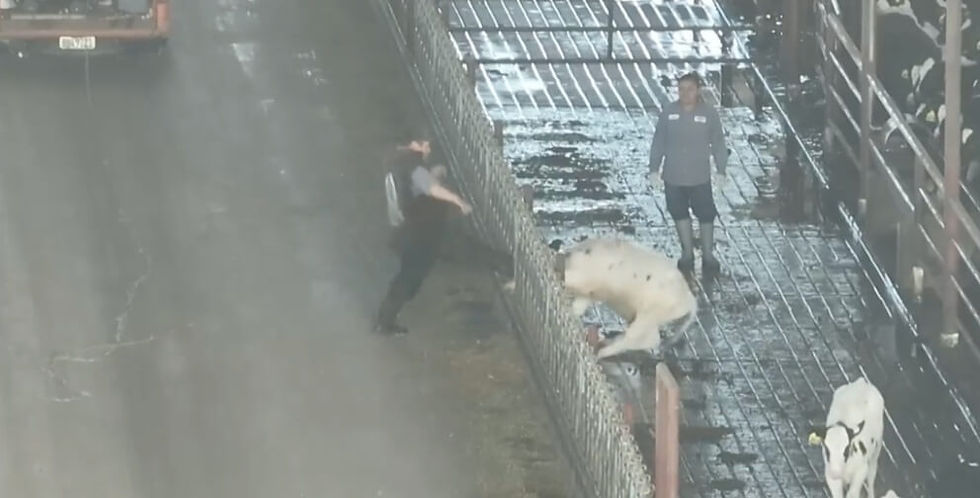 Footage at Agresti Calf Ranch shows workers yanking a cow’s tail, kicking a calf in the face, and pulling the nose of a cow violently with pliers 