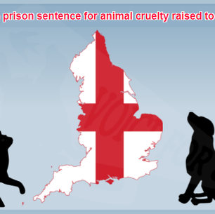 Maximum prison sentence for animal cruelty raised from six months to five years