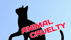 Bethlehem Police are searching for the individual responsible for throwing a kitten out of a moving vehicle in the area of 770 Hellertown Road