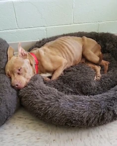 Investigation underway after dog found tied to a shelter in freezing ...