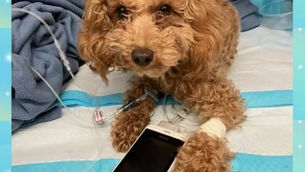 CLEOPATRA MORGAN arrested for throwing her small dog off a ledge