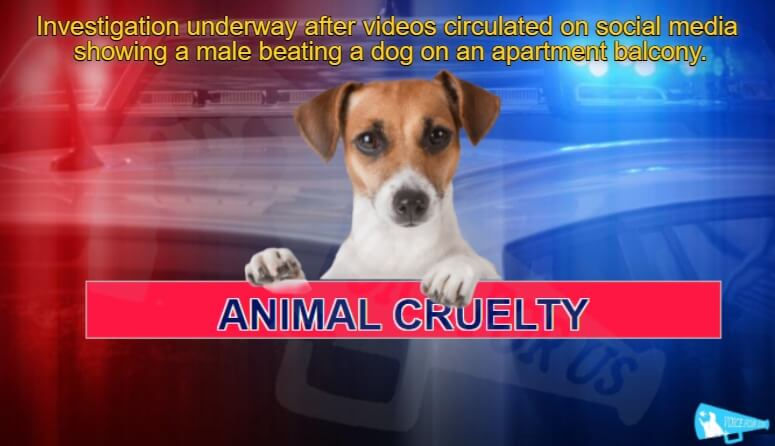 Videos circulating on social media showing a defenseless dog being beaten prompted Austin Police to remove the furvictim – No arrest made yet