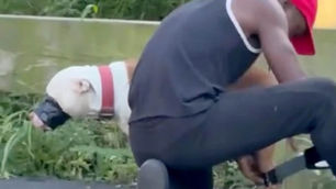 KRISTOPHER FYFFE accused of duct taping a Pitbull and keeping him/her and four others in unsanitary conditions in the back of a van