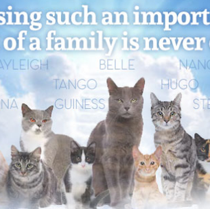 Fire at Camp Papillon Animal Shelter cat cottage kills ten cats