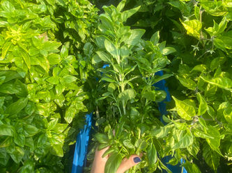 Basil - Storage, Preservation and Pesto 
