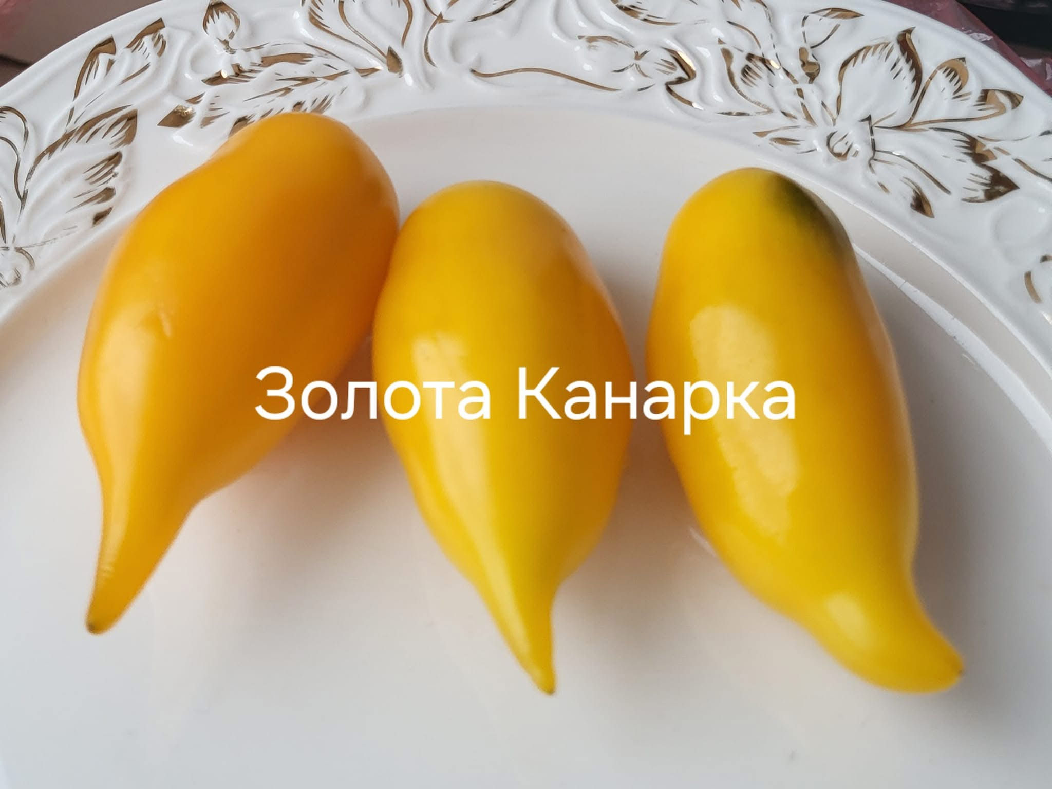 Томат Золота Канарка