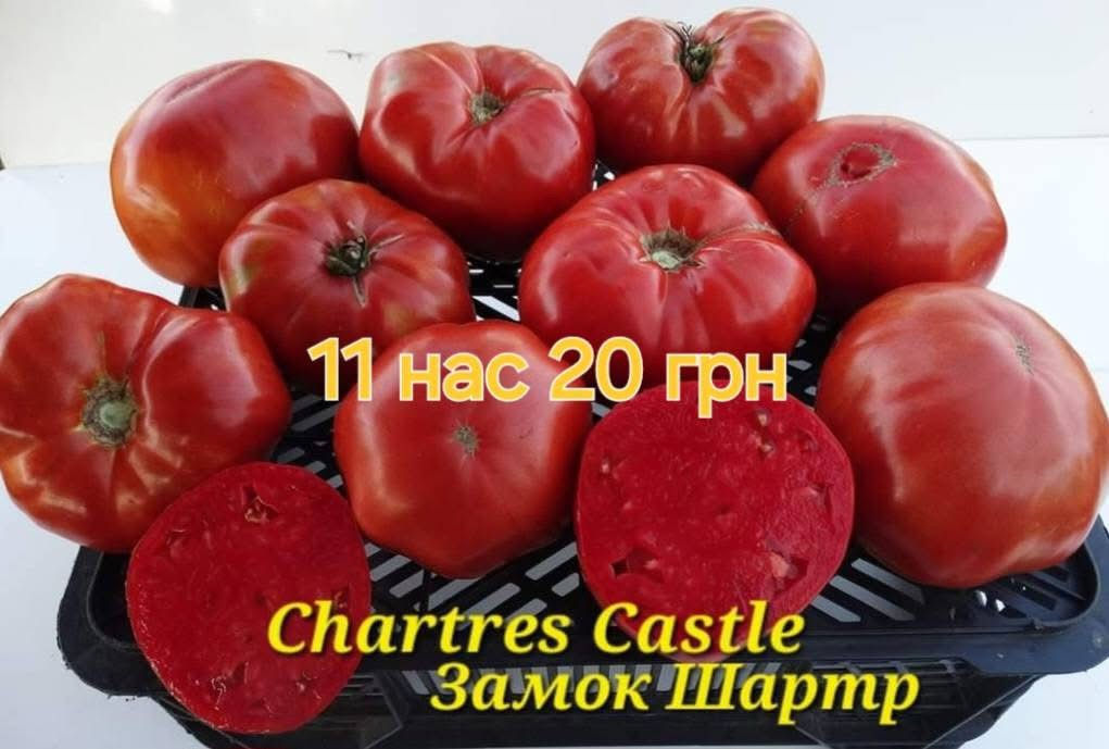 Томат Замок Шартр