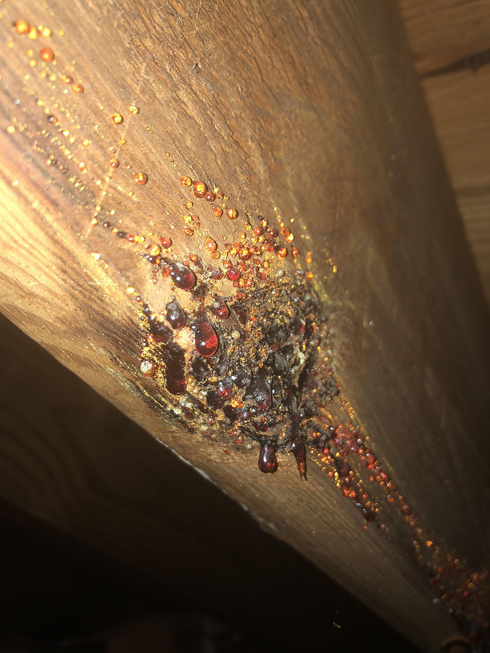Albany Home Inspection Business
