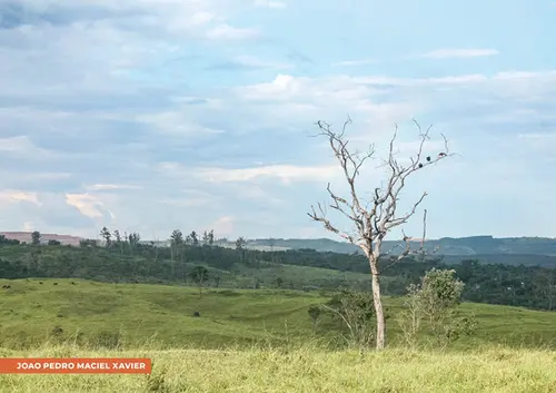 Paisagem com árvore sem folhas à direita, de aparência retorcida, com três pássaros nos galhos superiores. Grama verde e saudável no solo, com arbustos dispersos. Ao fundo, colinas verdes e linha de árvores à distância. Céu azul claro com nuvens suaves. Na parte inferior, à esquerda, lê-se "JOÃO PEDRO MACIEL XAVIER".