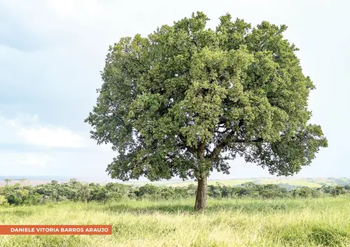 Grande árvore folhosa com copa larga e densa, folhas verdes e saudáveis. Tronco espesso e textura rugosa indicando maturidade. Céu levemente azul com nuvens brancas suaves. Fundo de colinas verdes com variedade de árvores. Grama alta e verde no chão. Na parte inferior, à esquerda, lê-se "DANIELE VITORIA BARROS ARAUJO".