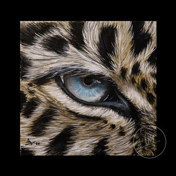 Les Regards animaliers