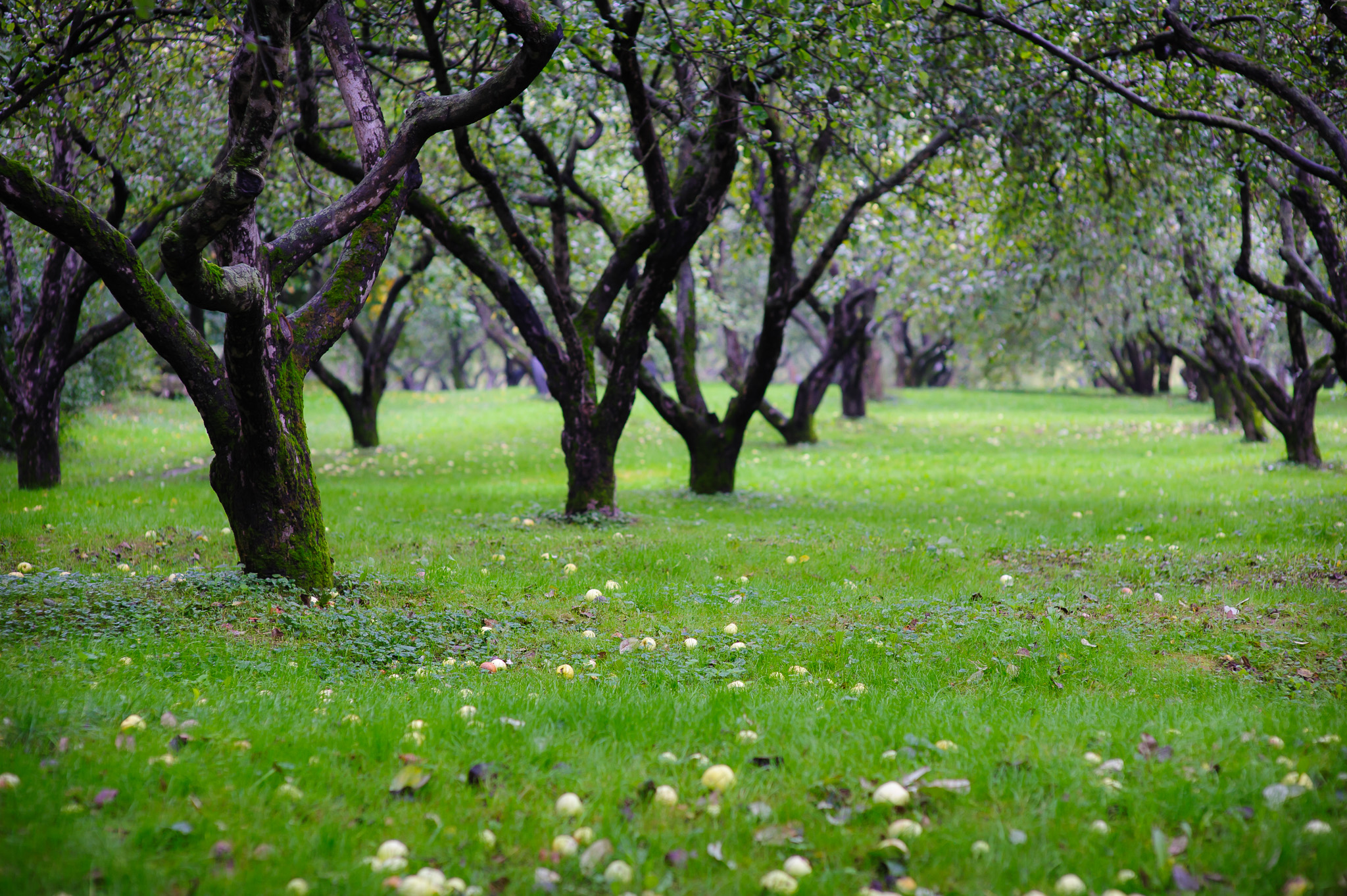 Apple harvest