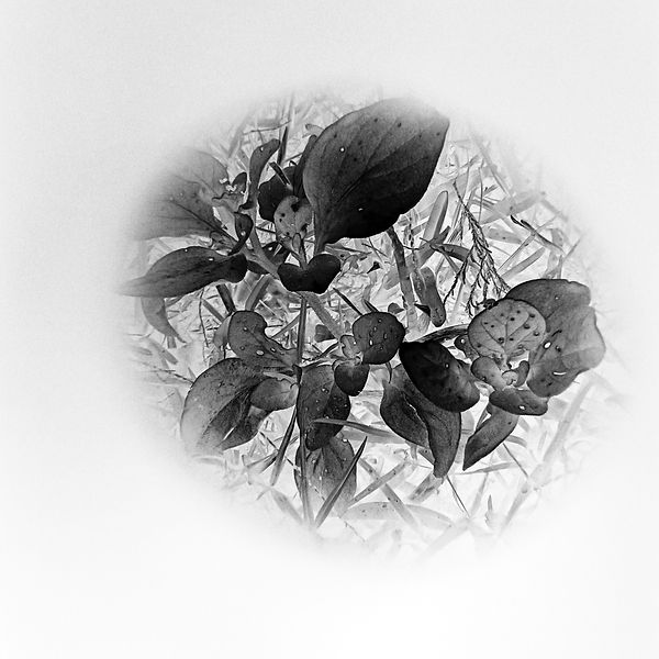 1694539666631SilverFX.jpg