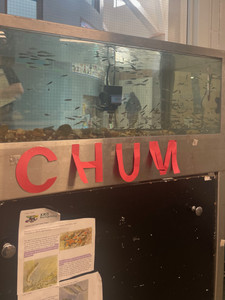 A large aquarium labled Chum with baby salmon swimming in the aquarium's water.