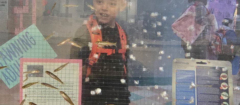 A student looking through a fiash tank containing baby salmon.