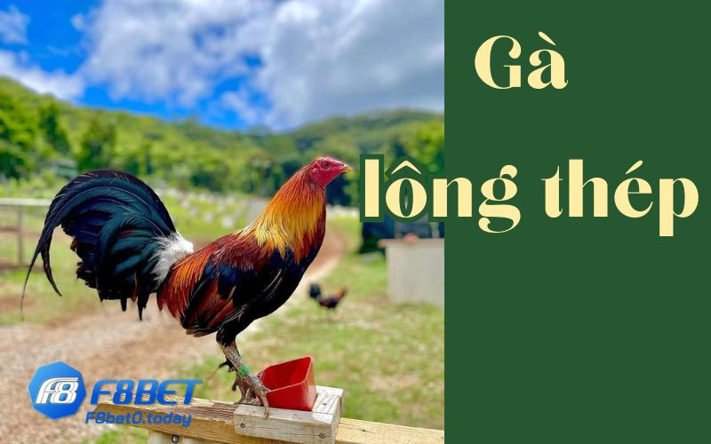 Gà Lông Thép Là Gì? Có Nên Dùng Để Thi Đấu Không?