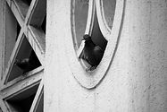 Exterminateur extermination oiseau Montréal | Exterminateur nid oiseau tuyau de sécheuse ventilation