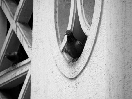 Love Or Loath Them- I Give You the Wood Pigeon!