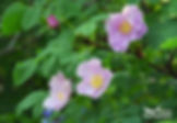 Wild Rose Bush