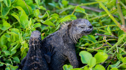 destinos galapagos 2.jpg