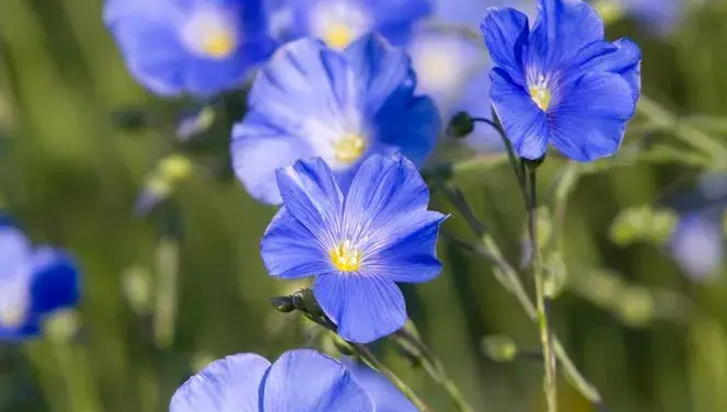 Egg Substitute / Flax-seed Egg Substitute 