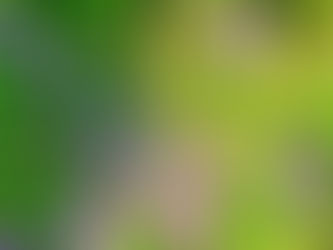 a blanket of wild sweet violets growing in my garden