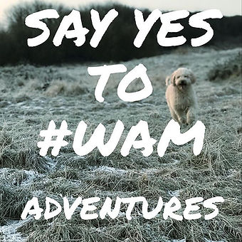 🐾Do you want to give your pooch somethi