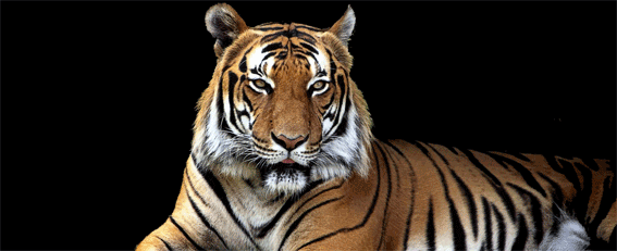 tigre.gif