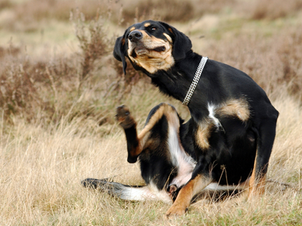 Onko koirasi kutinan takana häiriintynyt ihon mikrobiomi?