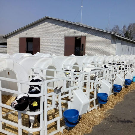 Low calf mortality rates, a meaningless figure?