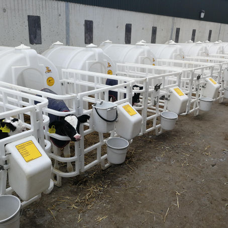 Why do some heifers fail to achieve anticipated levels of milk production?