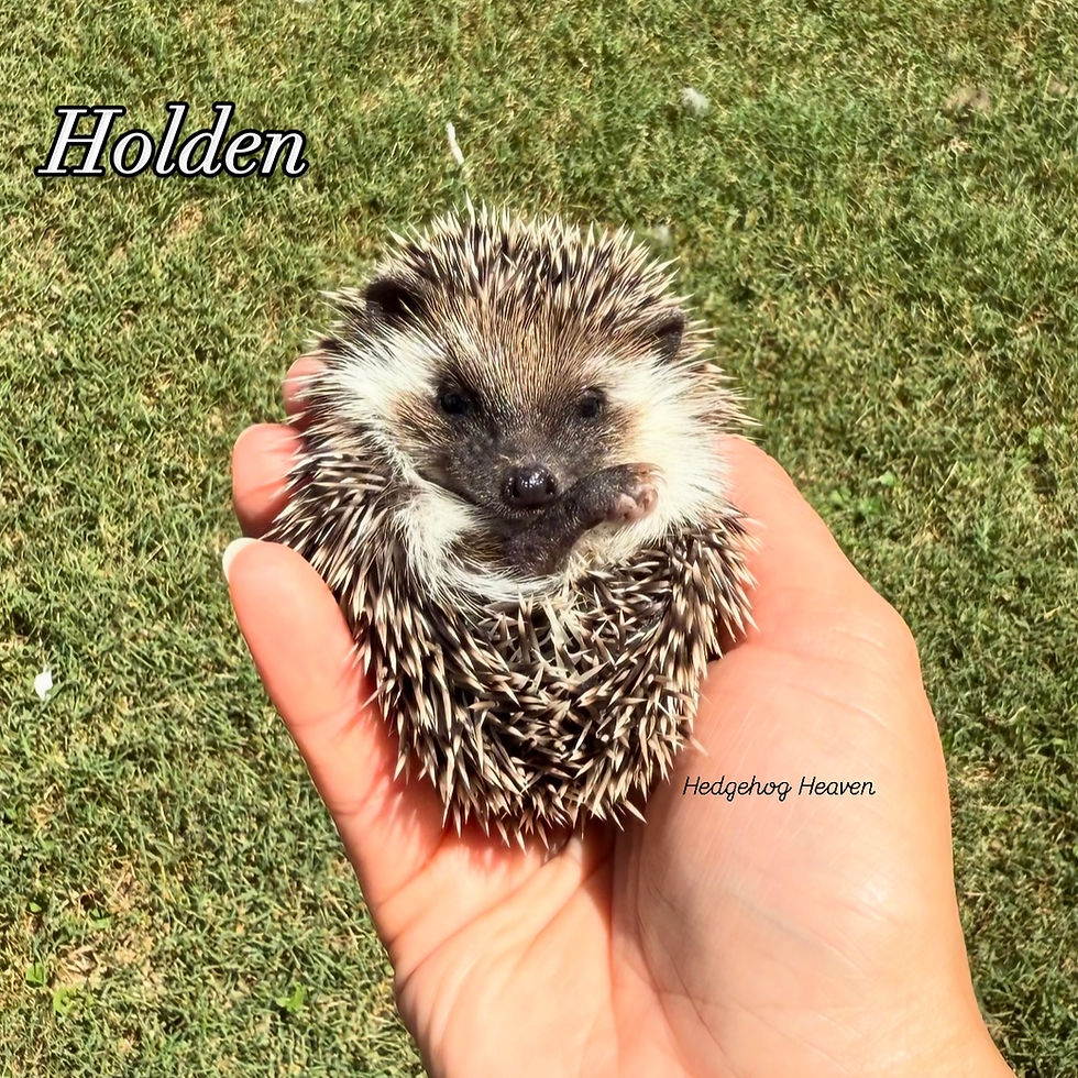 Thumbnail: Holden $425