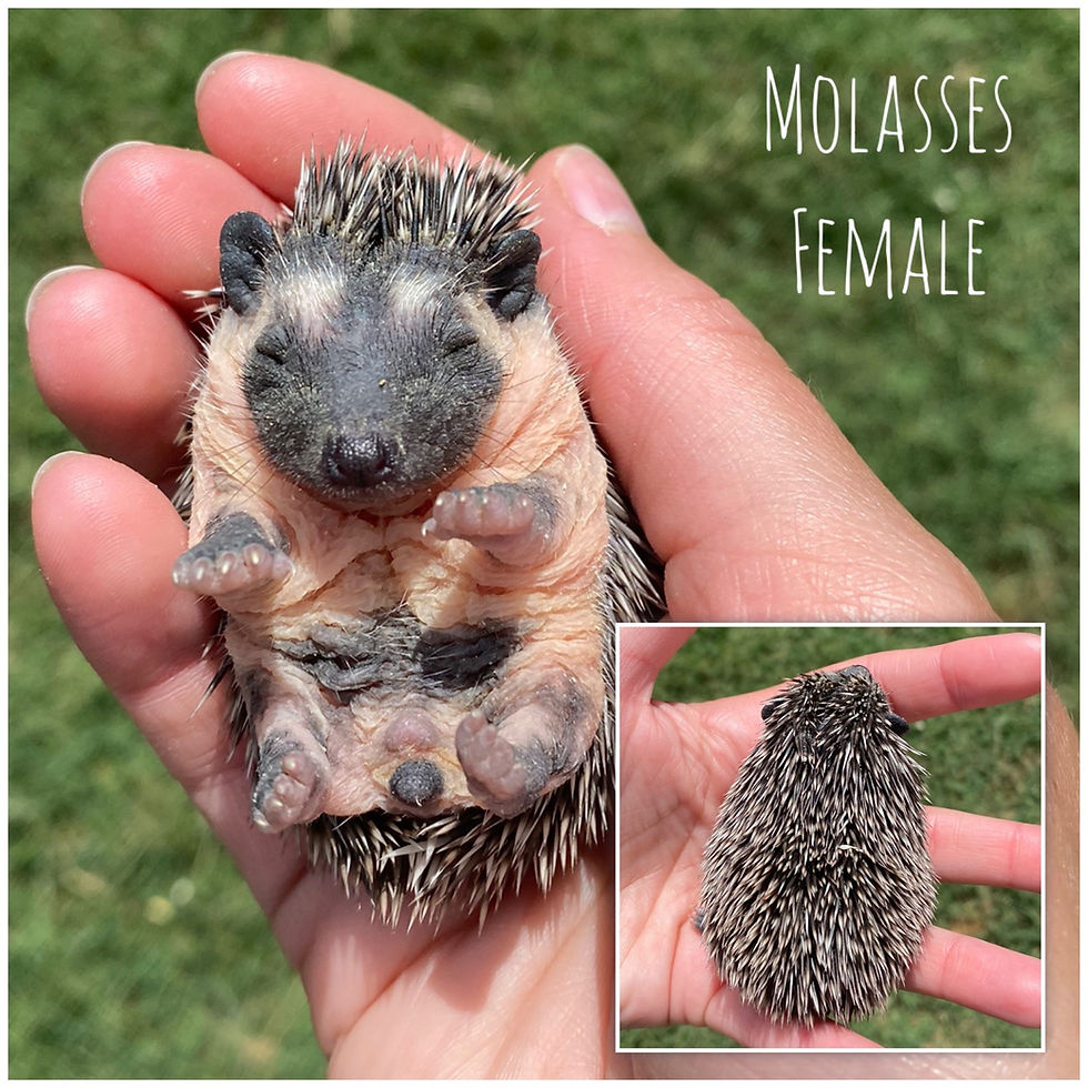 Thumbnail: Molasses- $375