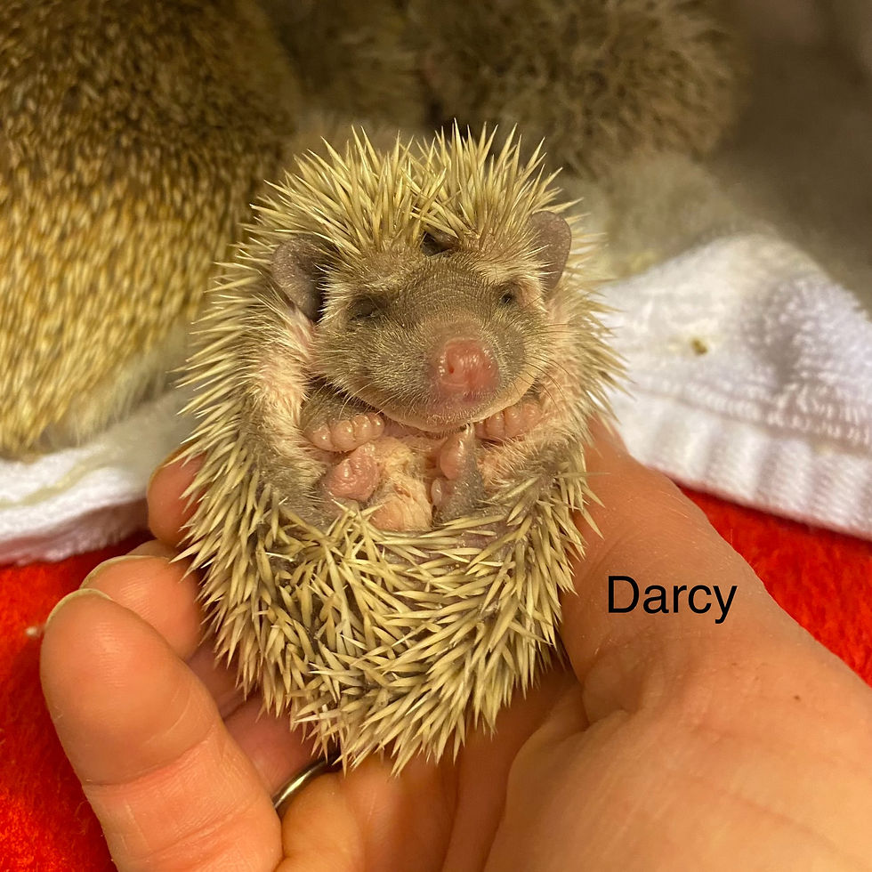 Thumbnail: Darcy - $450