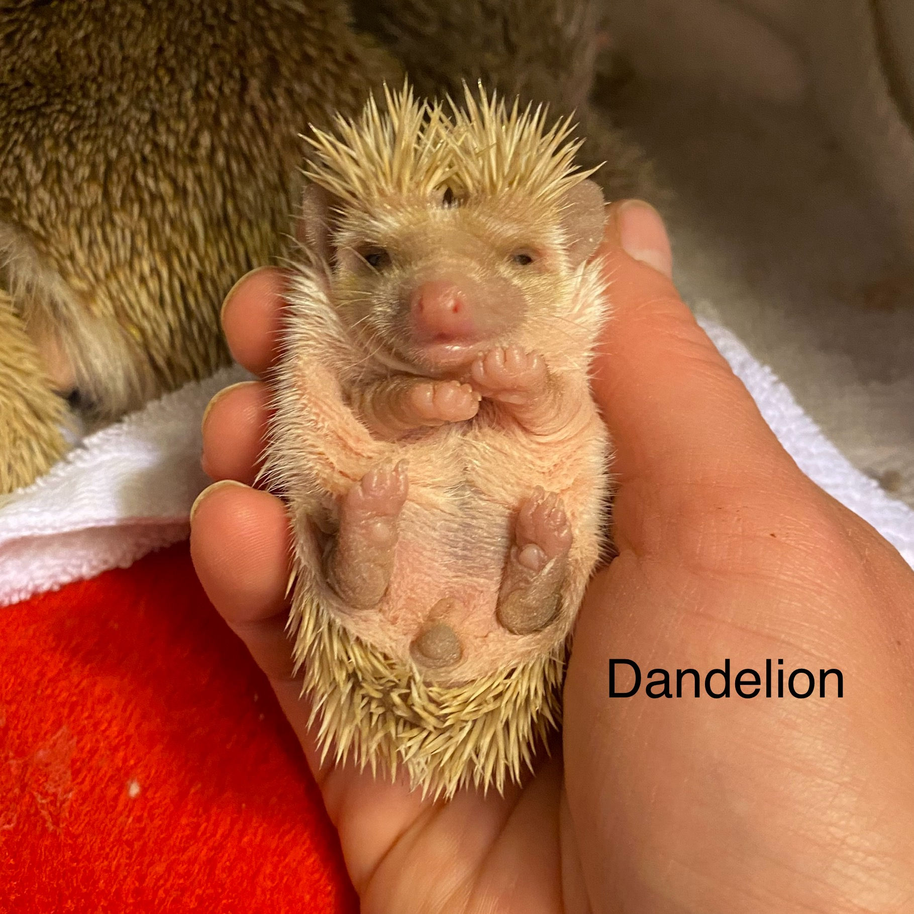 Dandelion- 425