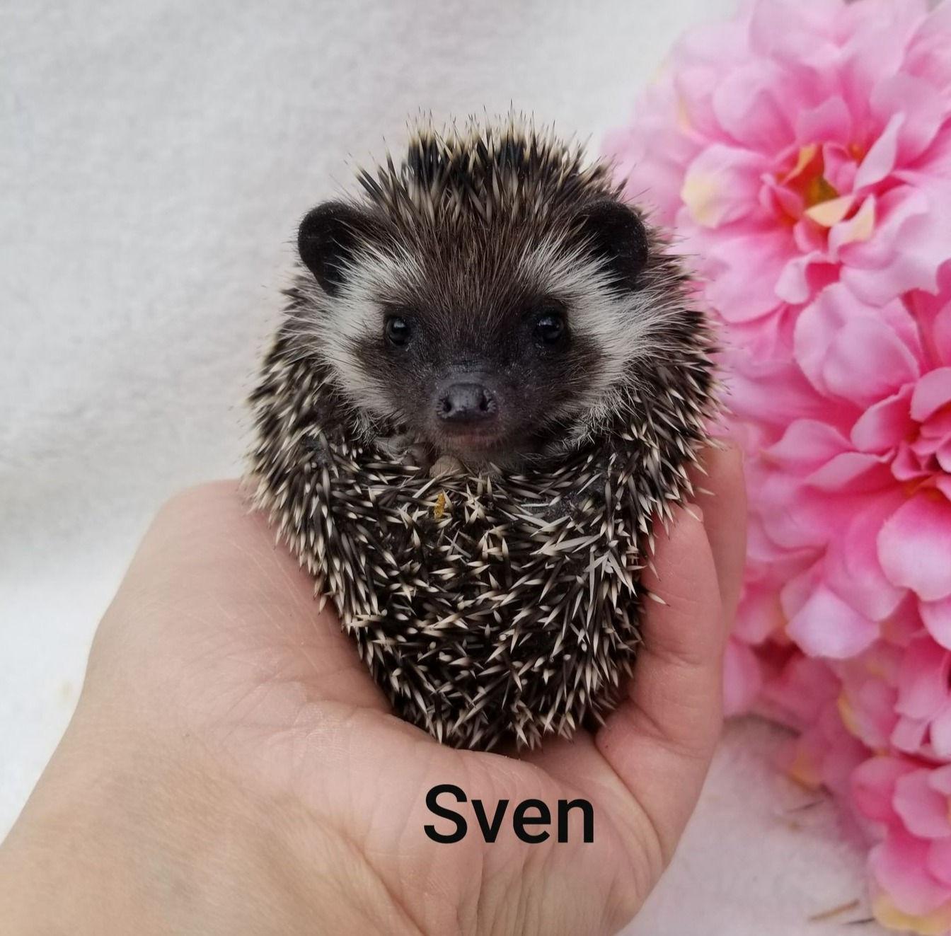 Sven- $100 Adult