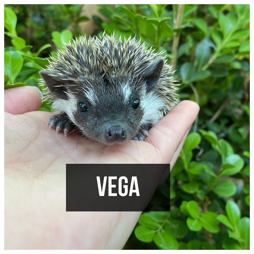 Thumbnail: Vega- $400 