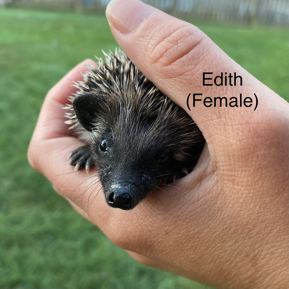 Thumbnail: Edith- $500