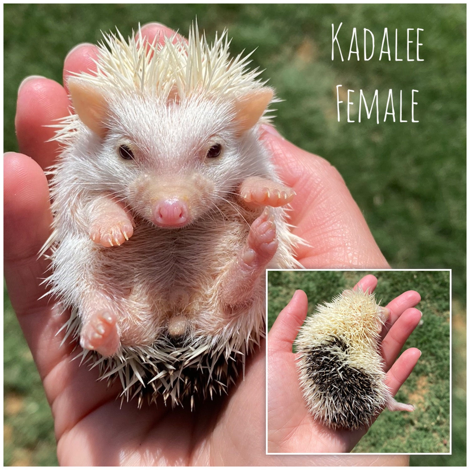 Kadalee- $250