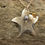 Thumbnail: Sterling Silver Starfish Necklace with Freshwater Pearls