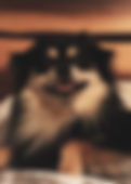 Kingston DeMarco