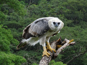 Anillamiento de un águila harpía 