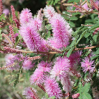 Gatuño, planta para jardin para polinizadores
