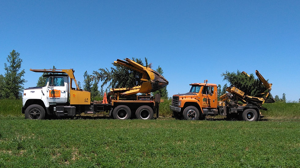 Tree-movers-trucks-moving-trees-wide-cropped.JPG