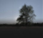 A lone tree standing in an open field at dusk