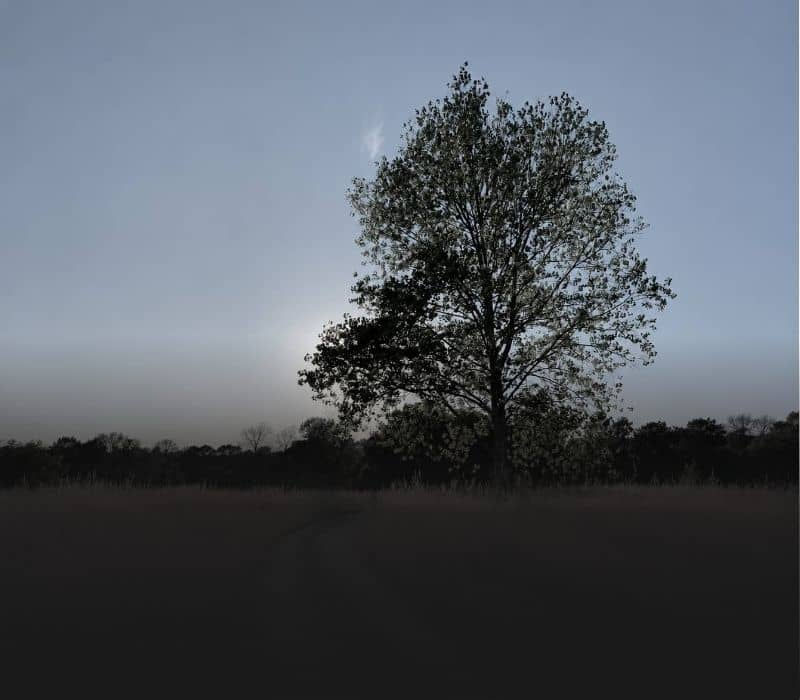 A lone tree standing in an open field at dusk