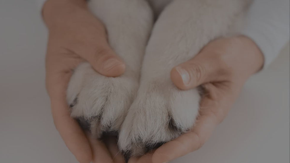 A person gently holding their pet's paw